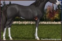 Horse Color:Liver Chestnut Sabino 