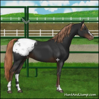 Horse Color:Liver Chestnut Sabino Appaloosa 