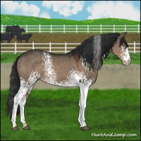 Horse Color:White Spotted Liver Red Dun Rabicano 