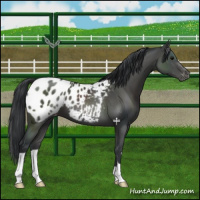 Horse Color:Black Appaloosa 