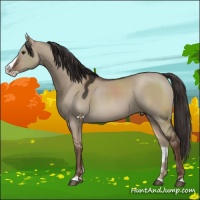 Horse Color:Liver Red Dun Splash Rabicano