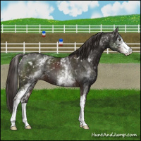 Horse Color:White Spotted Liver Chestnut Varnish 