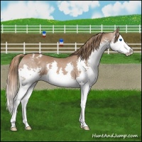 Horse Color:Chestnut Splash Appaloosa 
