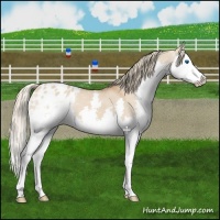 Horse Color:Red Dun Splash Varnish 