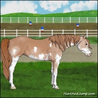 Horse Color:Chestnut Splash 