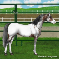 Horse Color:White Spotted Bay Near Fewspot Rabicano 