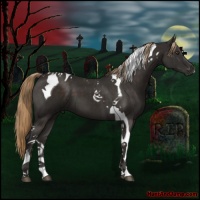 Horse Color:Liver Chestnut Tobiano 