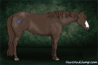 Horse Color:Liver Chestnut 