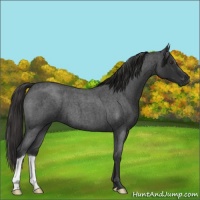 Horse Color:Liver Red Roan 