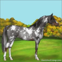 Horse Color:White Spotted Liver Red Roan Rabicano