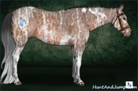 Horse Color:White Spotted Bay Ice