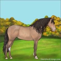 Horse Color:Sable Champagne 