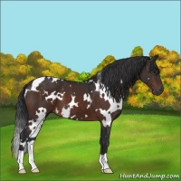 Horse Color:White Spotted Brown 