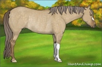 Horse Color:Chocolate Palomino Dun Rabicano 