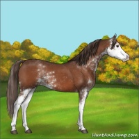 Horse Color:Liver Chestnut Sabino