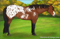 Horse Color:Gray Bay Frame Appaloosa