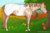 Horse Color:Gold Champagne Appaloosa 