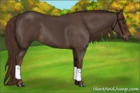 Horse Color:Liver Red Roan Rabicano 