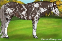 Horse Color:Liver Chestnut Sabino