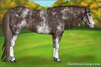 Horse Color:White Spotted Liver Chestnut 
