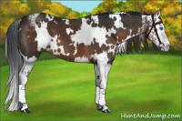 Horse Color:White Spotted Brown Splash and White Spotted Liver Chestnut Splash