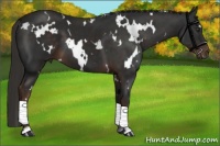 Horse Color:White Spotted Liver Chestnut
