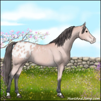 Horse Color:Platinum Bay Appaloosa