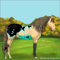 Horse Color:Buckskin Appaloosa