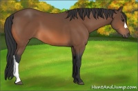 Horse Color:Bay 