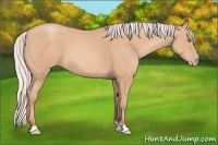 Horse Color:Silver Amber Champagne 