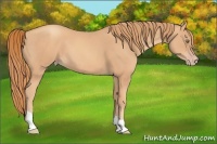 Horse Color:Gold Champagne