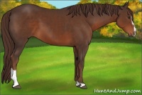 Horse Color:Liver Chestnut Sabino 