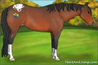 Horse Color:Bay Roan Appaloosa 