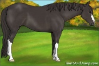 Horse Color:Smoky Black 