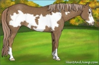 Horse Color:Chocolate Palomino Frame 