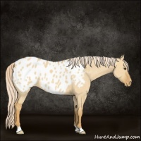 Horse Color:Palomino Dun Appaloosa 
