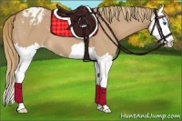 Horse Color:Red Dun Splash Appaloosa 