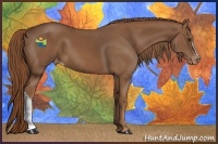 Horse Color:Chestnut Appaloosa 