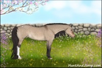 Horse Color:Brown Dun Appaloosa