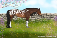 Horse Color:Gray Bay Appaloosa