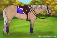Horse Color:Silver Bay Dun