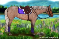 Horse Color:Silver Bay Roan 