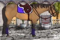 Horse Color:Buckskin 