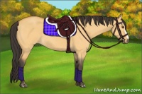 Horse Color:Buckskin Dun 