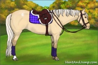 Horse Color:Silver Buckskin Dun Appaloosa 