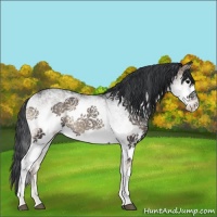 Horse Color:White Spotted Blue Onyx 