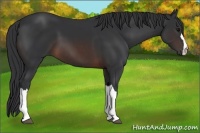 Horse Color:Brown 