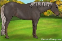 Horse Color:Silver Black