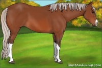 Horse Color:Silver Bay 