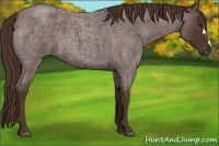 Horse Color:Liver Red Roan 